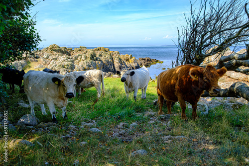 Free roaming and grazing cows on the west coast of Hammeren headland at the northern tip of Bornholm Island, Denmark, Scandinavia, Europe. photo