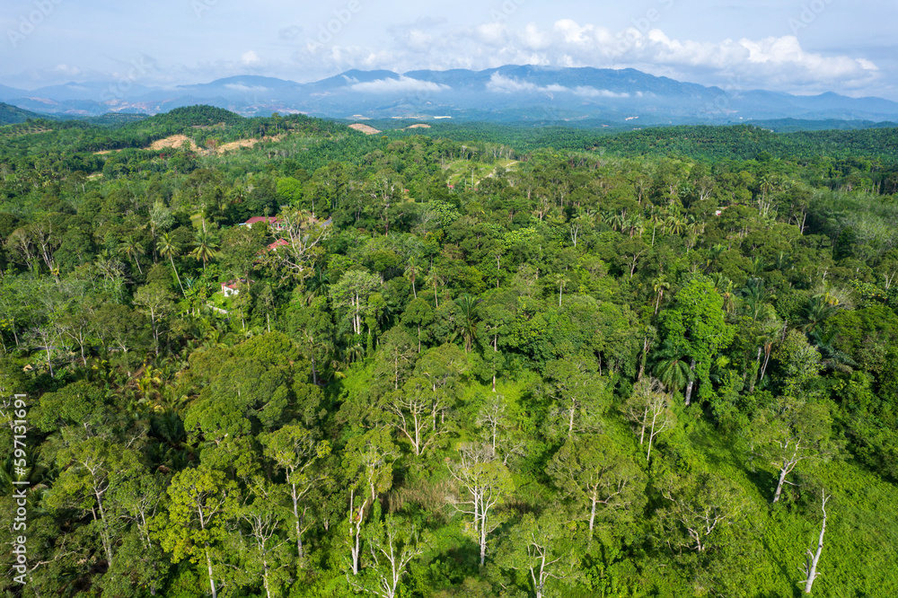 Fototapeta premium Durian Plantation in the Countryside