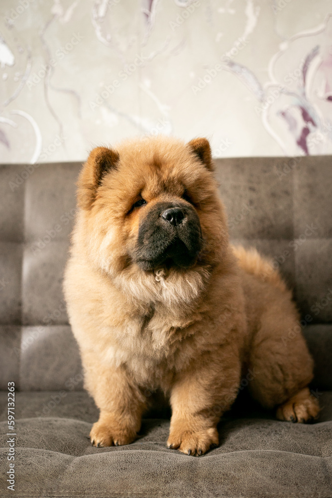 Puppy chow chow on the couch. Purebred red dog chow-chow