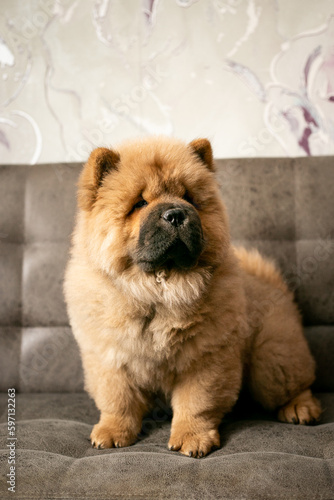 Puppy chow chow on the couch. Purebred red dog chow-chow
