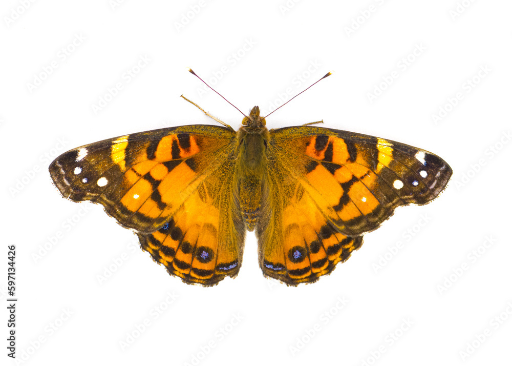 Obraz premium American painted lady Butterfly - Vanessa virginiensis - isolated on white background top dorsal view