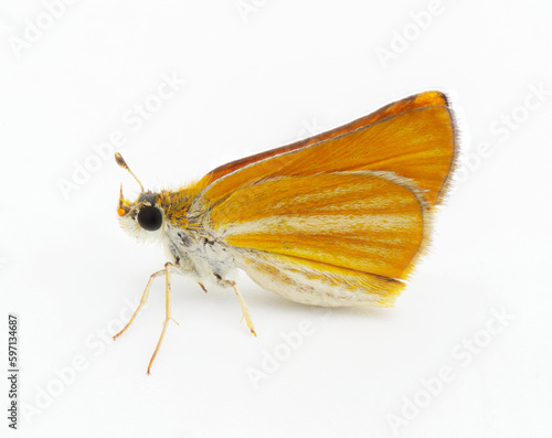 Southern skipperling Butterfly - Copaeodes minima - isolated on white background.  Small orange white yellow skipper side profile view