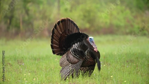 Wild Turkey (Meleagris gallopavo) gobbler strutting. April in Georgia,  1/2 half natural speed