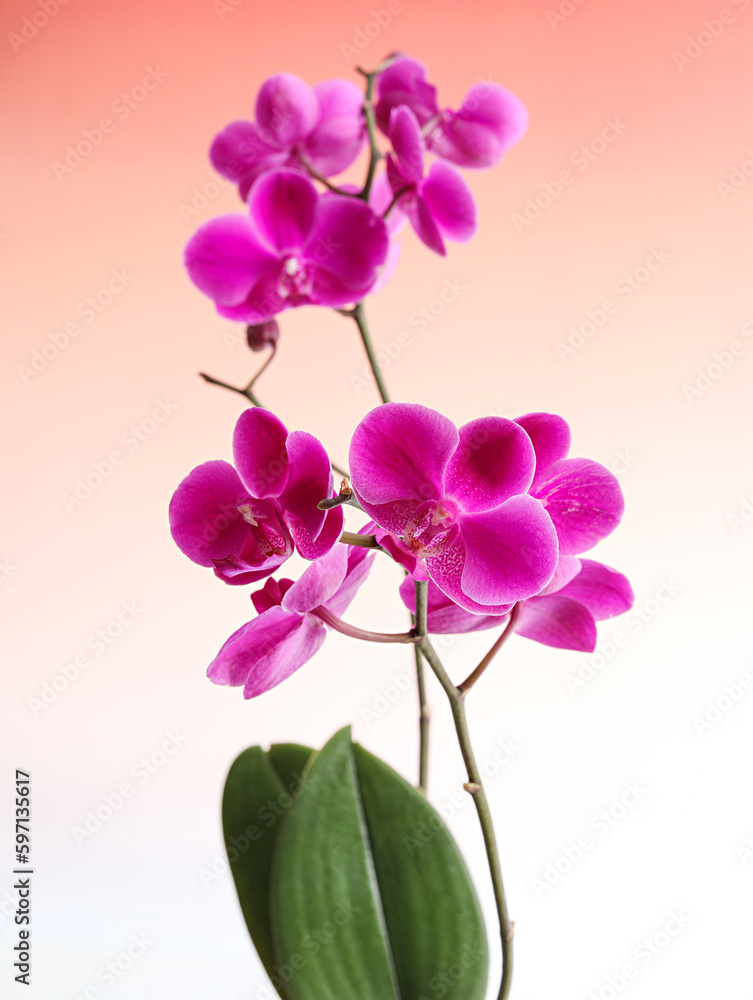flower phalaenopsis flower phalaenopsis