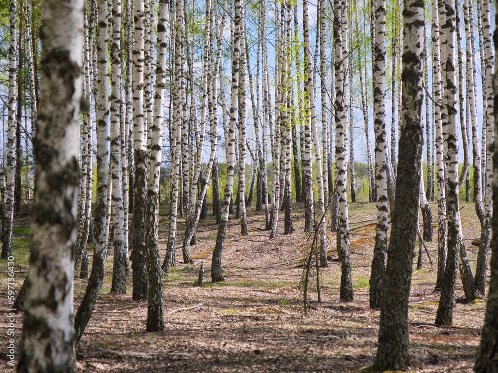 Naklejka premium panorama spring in a birch grove young greenery