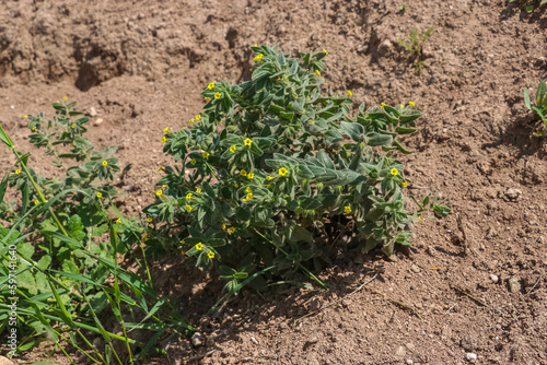 This flower, with its scientific name (Alkanna orientalis var), is generally known as Steppe,
It is a wild plant that grows on its own on rocky, stony and gravelly arid slopes. photo