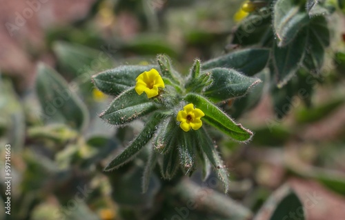 This flower, with its scientific name (Alkanna orientalis var), is generally known as Steppe,
It is a wild plant that grows on its own on rocky, stony and gravelly arid slopes. photo