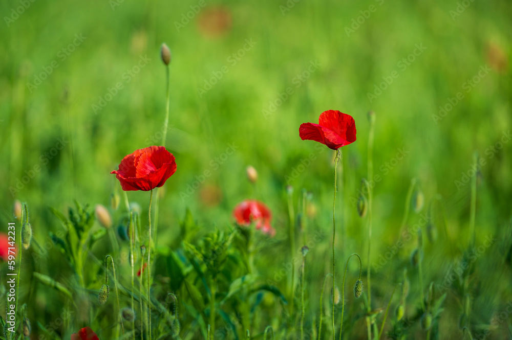 Obraz premium Carpets of red poppies in the wheat fields.