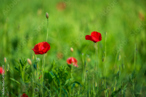 Carpets of red poppies in the wheat fields.