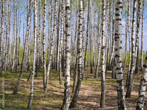 panorama spring in a birch grove young greenery