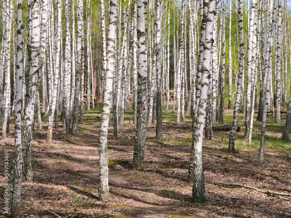 panorama spring in a birch grove young greenery panorama spring in a birch grove young greenery