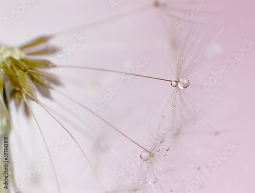 Dandelion fluff close-up. Macro photography