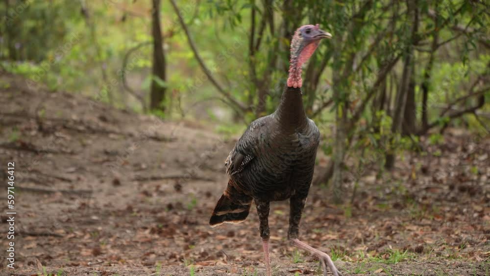 Wild Turkey (Meleagris gallopavo) immature jake gobbler. April in Georgia, 1/2 half natural speed Wild Turkey (Meleagris gallopavo) immature jake gobbler. April in Georgia, 1/2 half natural speed