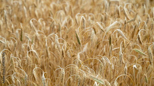 Closeup view of a beautiful abundant golden wheat field