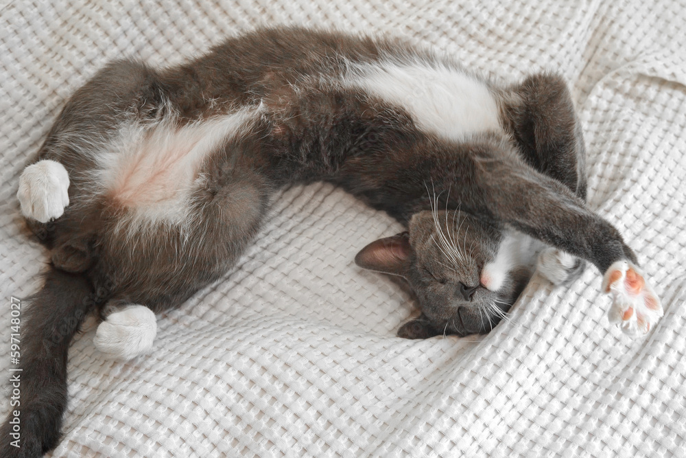 Portrait of Funny Gray Kitten Lying on White Textile. Sleepy Favorite Pet. Copy Space. Young Cat Posing, Stretching enjoy. Happy Little Cat Lovely Resting Pose. Love to Animals. Kitty Close up Portrait of Funny Gray Kitten Lying on White Textile. Sleepy Favorite Pet. Copy Space. Young Cat Posing, Stretching enjoy. Happy Little Cat Lovely Resting Pose. Love to Animals. Kitty Close up