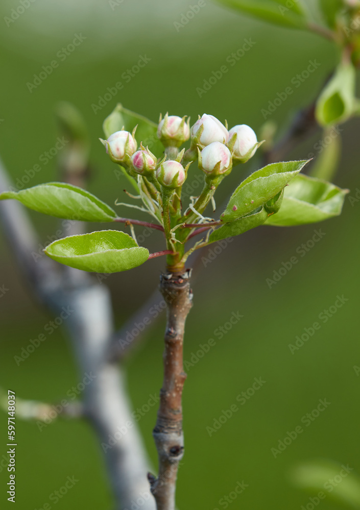 A tree branch with buds and blooming white flowers. Cherry, apricot, apple, pear, plum or sakura blossoms. Close-up on a blurry green background A tree branch with buds and blooming white flowers. Cherry, apricot, apple, pear, plum or sakura blossoms. Close-up on a blurry green background