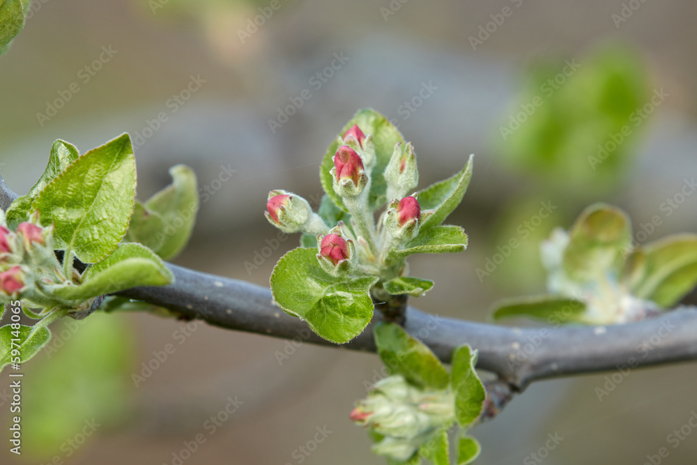 Tree branch with pink flower buds close-up on green blurred background. Cherry, apricot, apple, pear, plum or sakura blossoms. Tree branch with pink flower buds close-up on green blurred background. Cherry, apricot, apple, pear, plum or sakura blossoms.