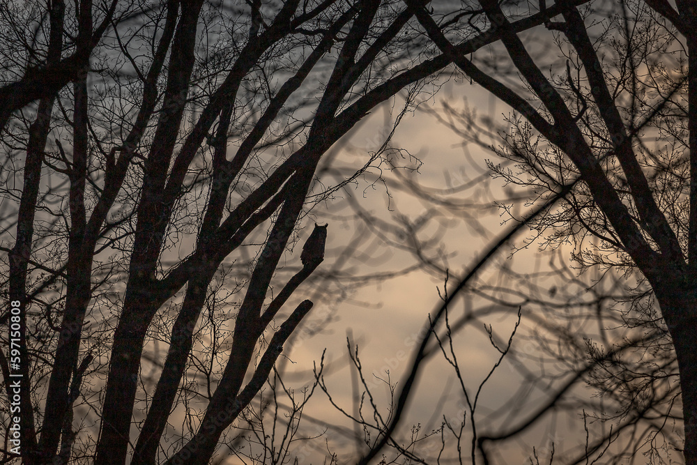 Silhouette of a Great Horned Owl in the setting sun Silhouette of a Great Horned Owl in the setting sun