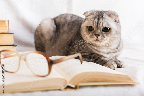Stack of books, glasses and Scottish cat
