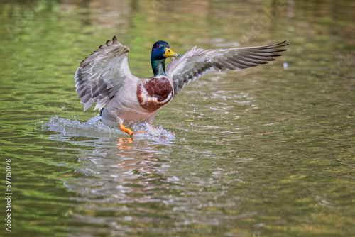 Close up of a male adult Mallard landing on surface of lake with wings spread photo