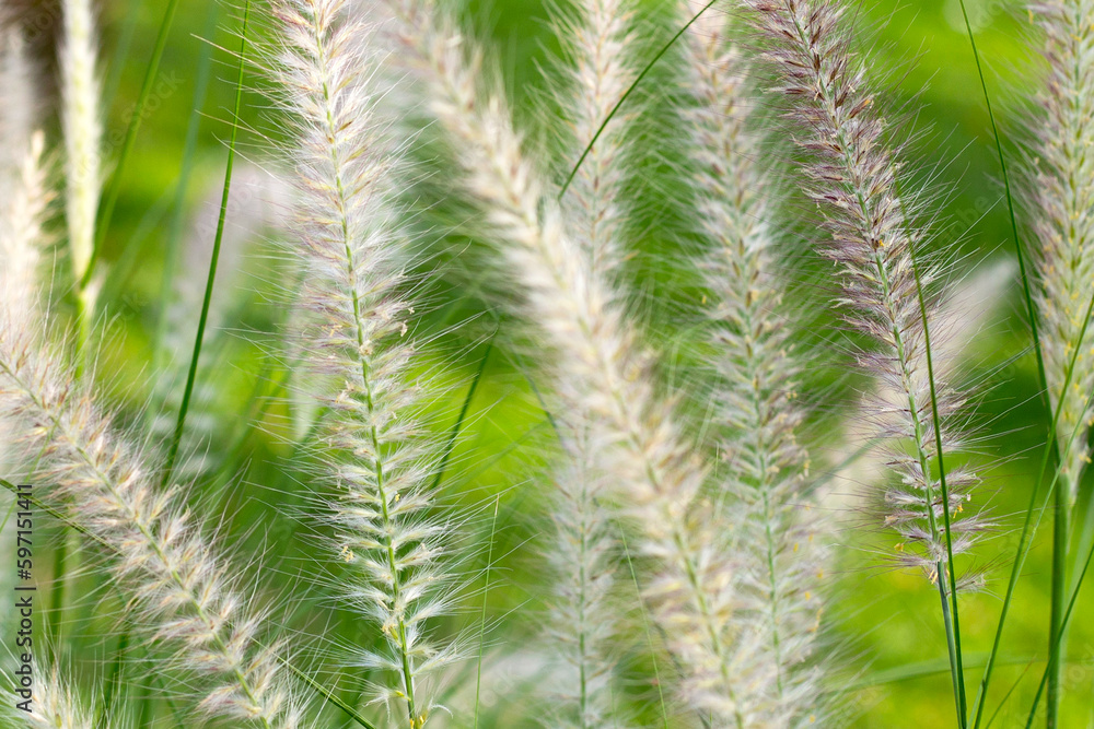 Fountain grass or pennisetum alopecuroides Fountain grass or pennisetum alopecuroides