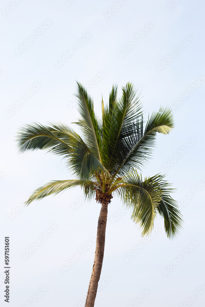 Obraz premium Coconut palm tree with blue sky