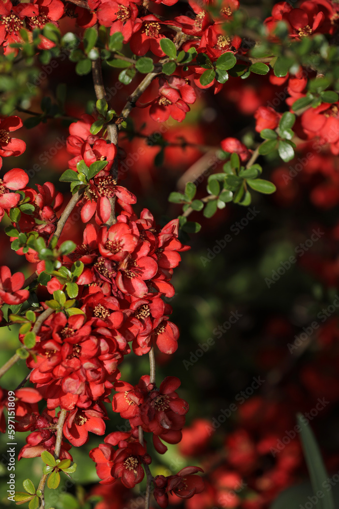 Flowering ornamental quince Chaenomeles in a garden