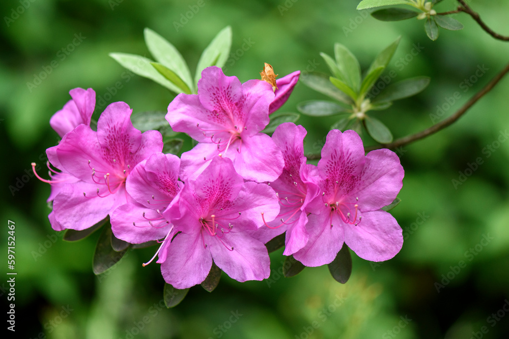 pink and purple flowers pink and purple flowers