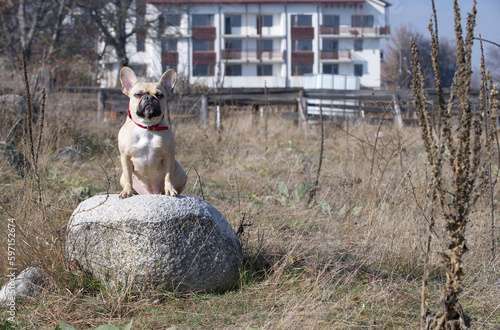 A bulldog dog on a walk looks at large rocks in the mountains of the Swiss Alps sitting on a large boulder. photo