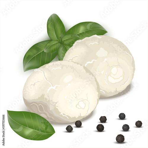 Realistic drawing of Italian mozzarella cheese decorated with basil leaves and black pepper. Vector illustration isolated  on white background for label, poster, icon, packaging.