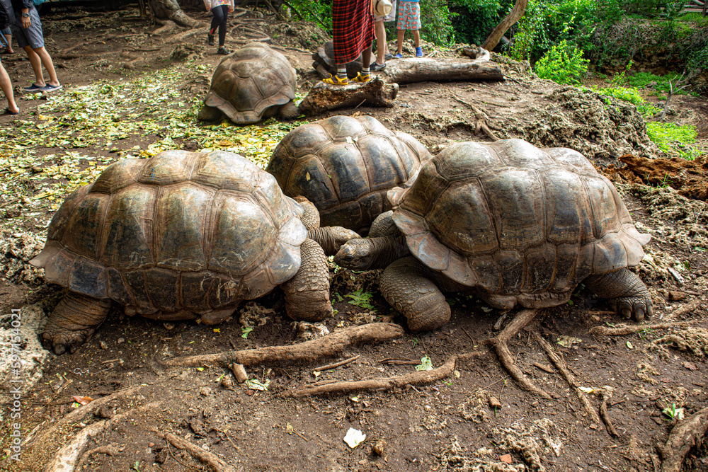 Obraz premium turtle fall in love