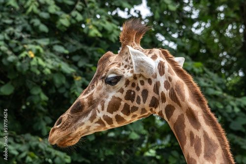 Tête de girafe d'Afrique en gros plan, de profil