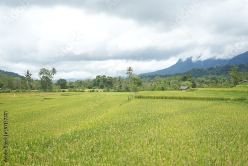 Paddy fields with yellow rice in rural Indonesia