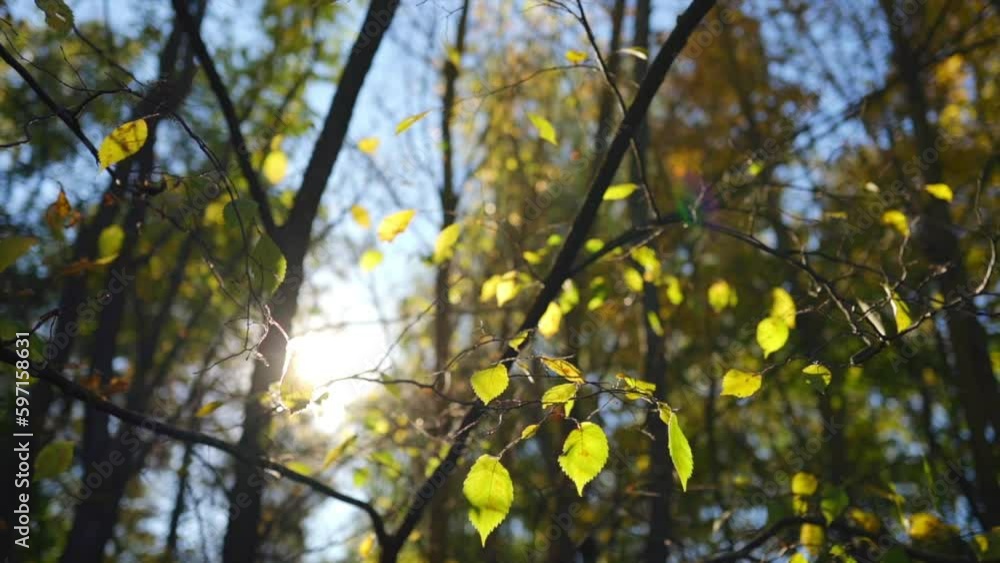 The rays of the sun make their way through the green leaves of the trees. Summer view. Slow motion, sunshine warm video. Sunlight and good weather. Go walk and good mood concept. The rays of the sun make their way through the green leaves of the trees. Summer view. Slow motion, sunshine warm video. Sunlight and good weather. Go walk and good mood concept.