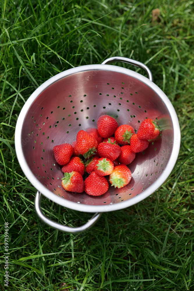 Fresh hand picked strawberries from organic garden in bowl Fresh hand picked strawberries from organic garden in bowl