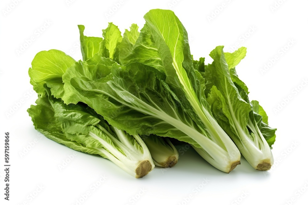 fresh green lettuce fresh green lettuce