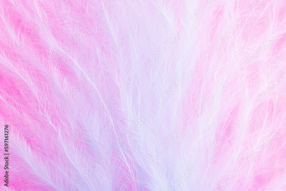 Pink and blue feathers in soft and blur style for background, macro shot