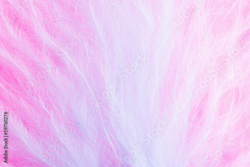 Pink and blue feathers in soft and blur style for background, macro shot