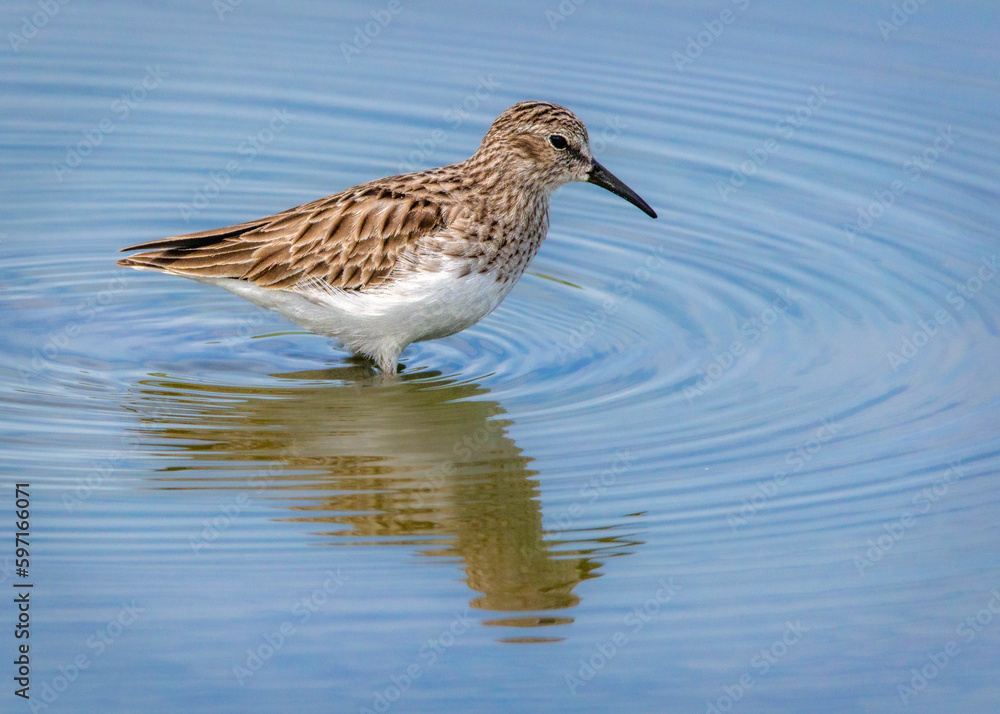 Obraz premium Least Sandpiper wading in blue water along the Delores Fenwick Nature Trail in Pearland, Texas!