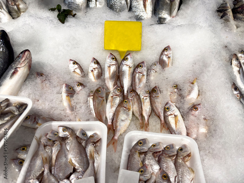 Red porgy fish. Fresh pagrus pagrus or red porgy fish in ice photo