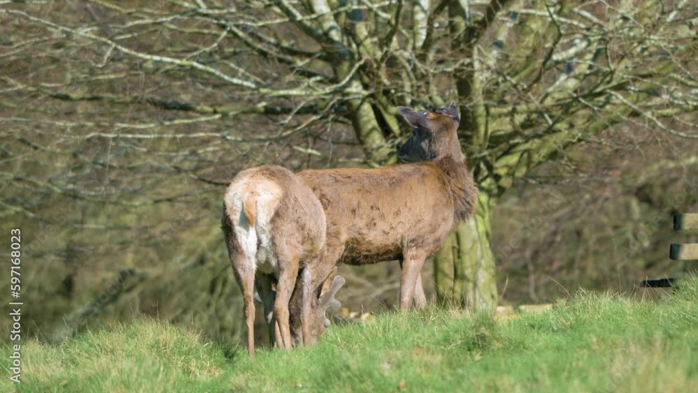 Red Deer looking around and grazing Red Deer looking around and grazing