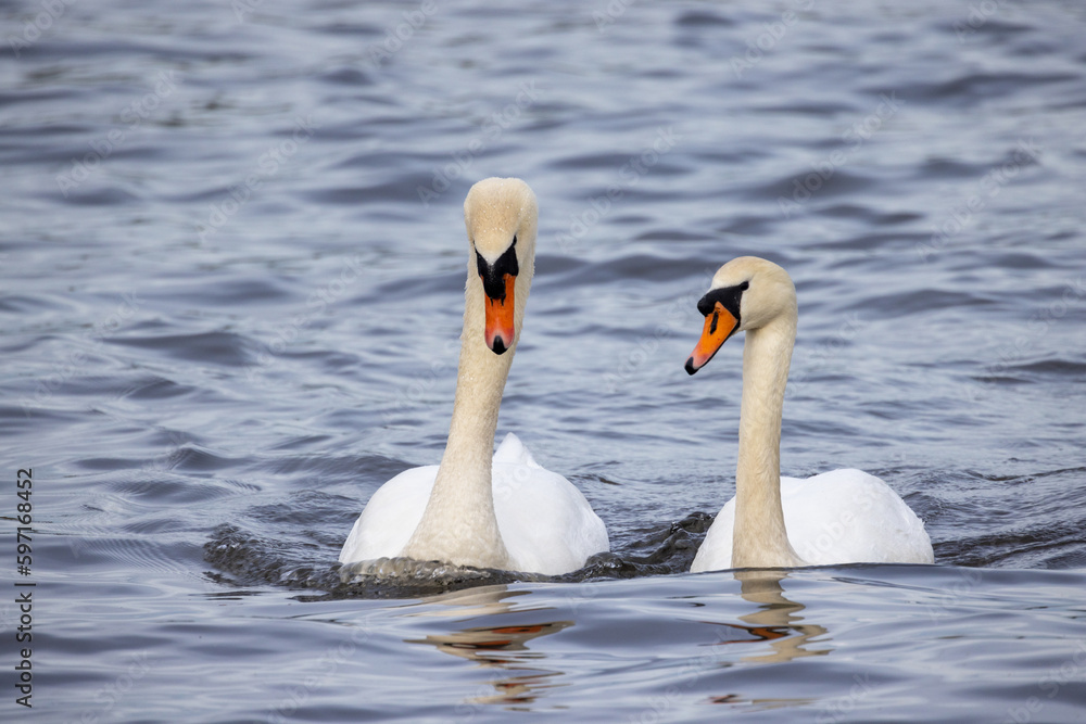A couple of wild bird mute swans, Cygnus olor, swimming together in the winter on a pond, Belgium, Europe wildlife. High quality photo A couple of wild bird mute swans, Cygnus olor, swimming together in the winter on a pond, Belgium, Europe wildlife. High quality photo