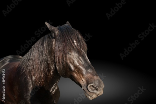 Elegant wild horse portrait on dark backround 