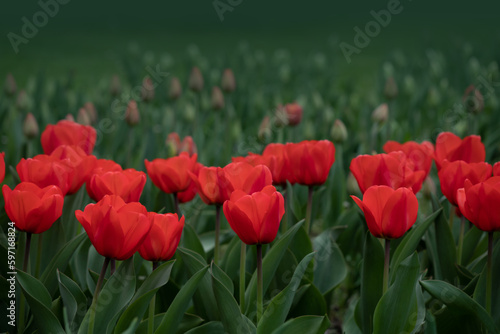 Amazing red tulip flowers blooming in a tulip field, against the background o...