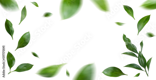 Green leaves vortex flat lay transparent background