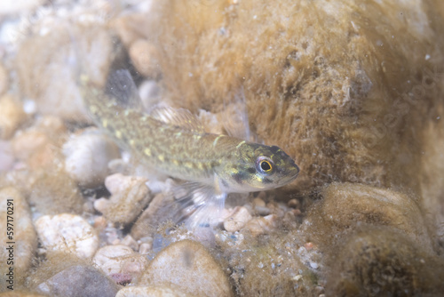 Female bluebreast darter in river