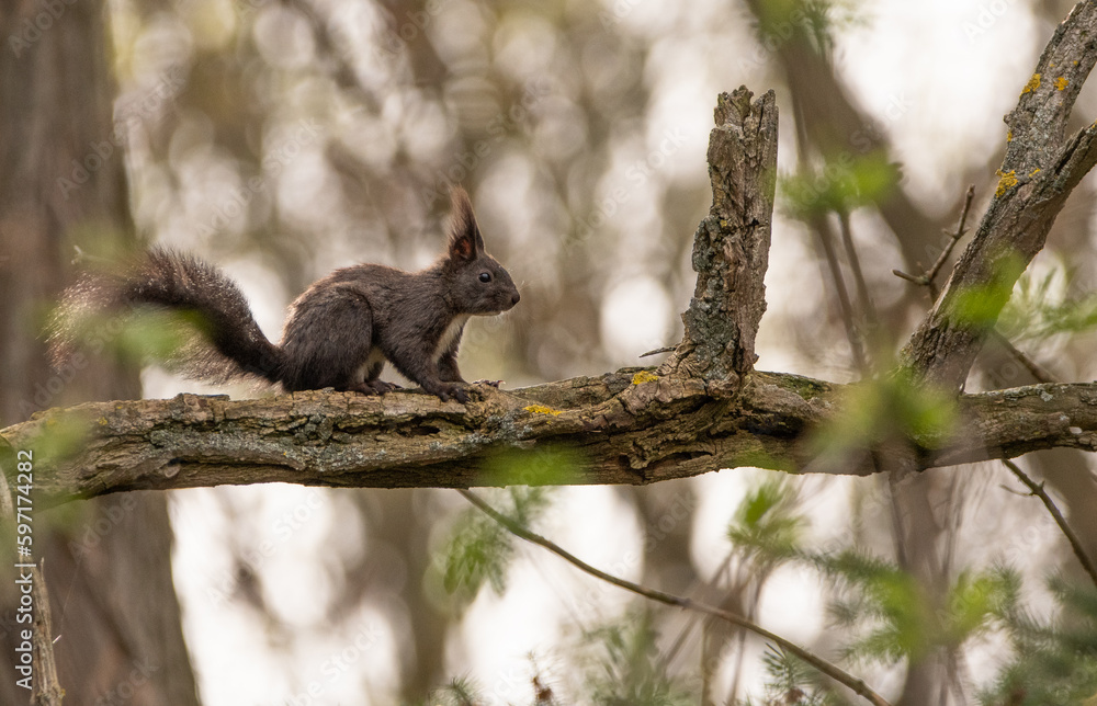 schwarzes Eichhörnchen auf Ast sitzend