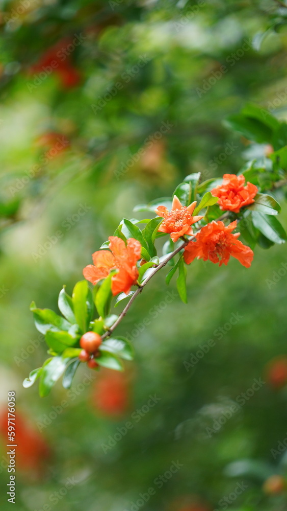 The beautiful flowers blooming in the garden in spring with the warm sunlight The beautiful flowers blooming in the garden in spring with the warm sunlight