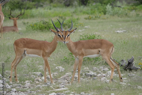 Impalas, Namibia © gillem7