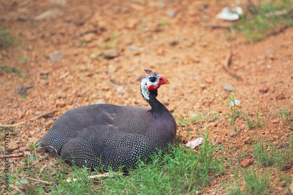 A guinea fowl in garden